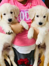 Golden Retriever Welpen