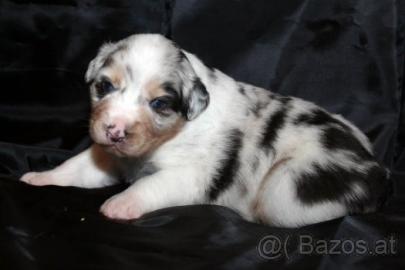Australian shepherd welpen