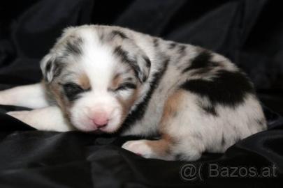 Australian shepherd welpen