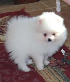 Bezaubernder echter Pomeranian welpen