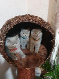 Scottish Fold K?tzchen