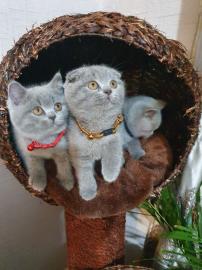 Scottish Fold K?tzchen