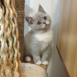 BabyKatze sch�n gezeichnet