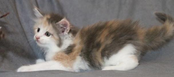 Rotes Maine Coon Katerchen abzugeben