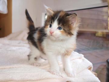 Rotes Maine Coon Katerchen abzugeben