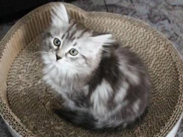 Rotes Maine Coon Katerchen abzugeben