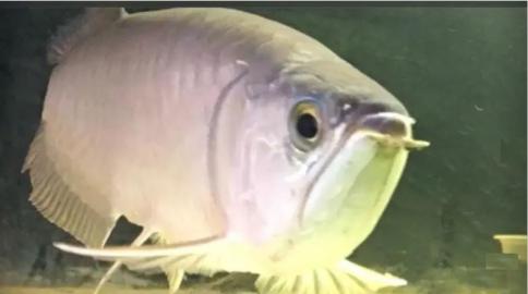 uper rot Arowana Fisch und andere