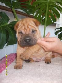 Shar Pei Welpen