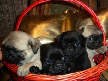 Mops Welpen