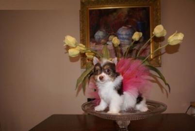 ** Biewer Yorkshire Terrier Welpen, g�ns