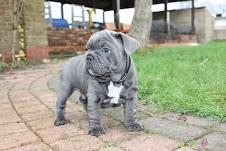 Franz?sische Bulldogge zu verkaufen