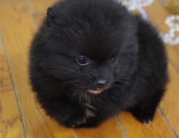 Pomeranien Zwergspitz mit Papieren