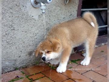 Akita Inu H�ndin mit Zucht- und Showpote