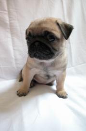 Mini mops Welpen mit papieren