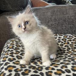 Reinrassige Ragdoll-K�tzchen