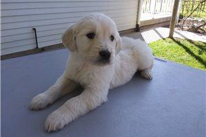Englisch Golden Retriever