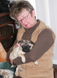 susse m�nnlich und weiblich Mops Welpen