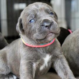 Cane Corso Welpen    300 EUR