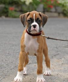 Deutscher Boxer Welpen