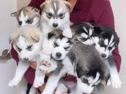 Siberische husky Te koop  whatsapp numme