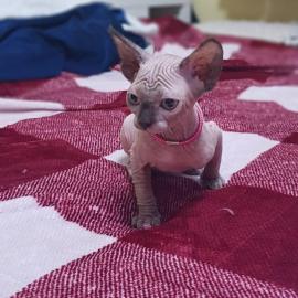 Sch?ne Sphynx-K?tzchen zu verkaufen