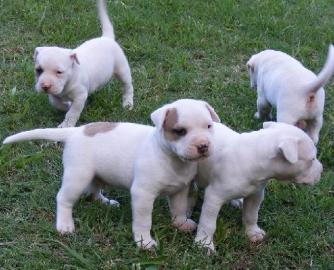 Pitbull Welpen zu verkaufen