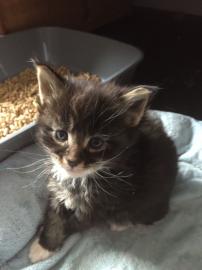 Maine Coon