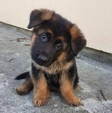 Deutscher Sch?ferhund