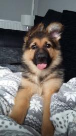 Deutscher Sch?ferhund