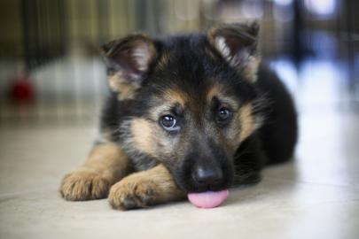 Deutscher Sch?ferhund