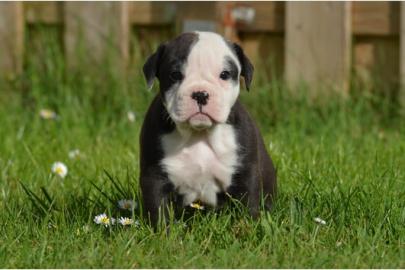 Wundersch�ne Old Englisch Bulldogge Welp