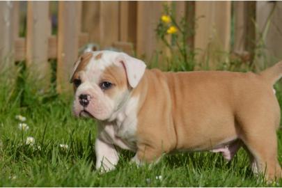 Wundersch�ne Old Englisch Bulldogge Welp