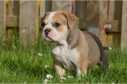 Wundersch�ne Old Englisch Bulldogge Welp