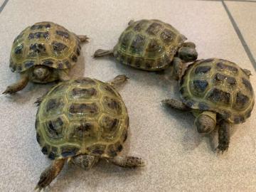 Abgabeliste Schildkr?ten / List Turtles