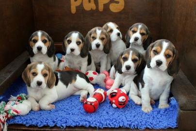 Kerry Beagle Welpen zu verkaufen!