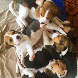Kerry Beagle Welpen zu verkaufen!