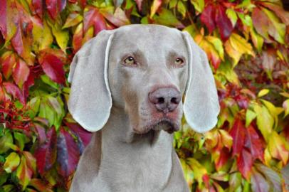 Welpen Weimaraner Registration FCI