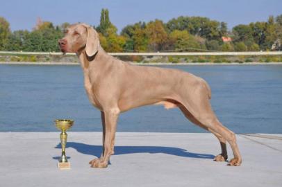 Welpen Weimaraner Registration FCI