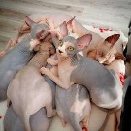Sphynx  K?tzchen  verf?gbar