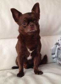 Schokoladen-Chihuahua