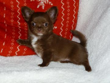 Schokoladen-Chihuahua
