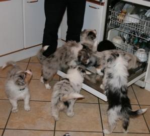 Traumhafte Australian Shepherd Welpen mi