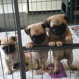 Mops Welpen Jetzt bereit zu gehen