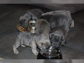Blaue Reinrassige Franz�sche Bulldoggen