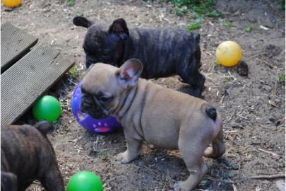 Franz�sische Bulldogge - welpen - selten