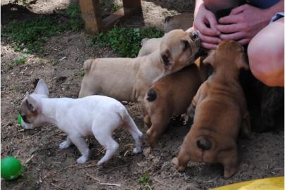 Franz�sische Bulldogge - welpen - selten