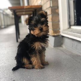 Yorshire Terrier Welpen mit Papieren vvv