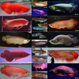 Hochwertige Arowana-Fische zum Verkauf
