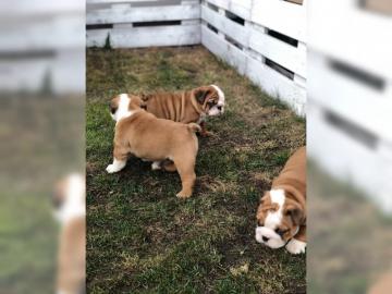 Bildsch�ne English Bulldog welpen, 12 Wo