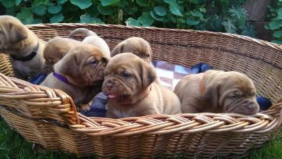 Reinrassige Bordeaux Doggen Welpen